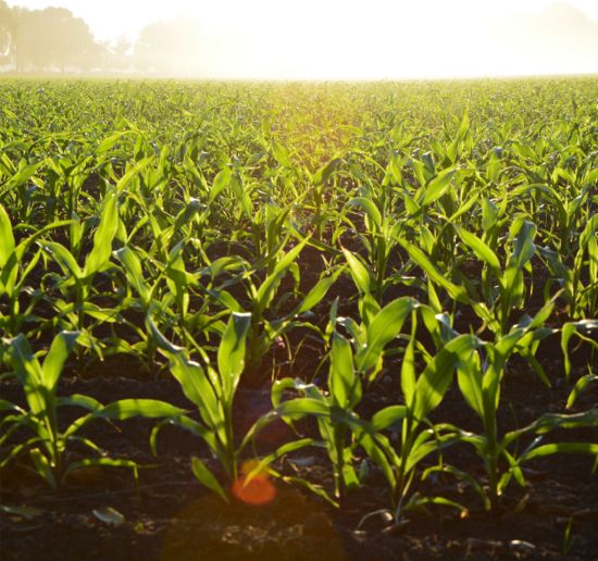 local corn crop